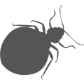 Bedbug Icon