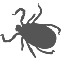 Tick Icon