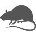 Rat Icon