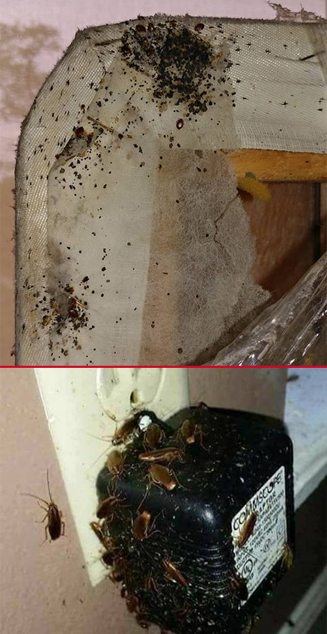 Bedbugs and Roaches